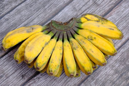 Top 6+ Ide Olahan Pisang Kepok, dari Keripik hingga Nugget