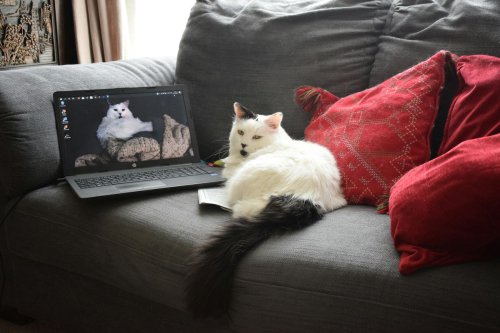 1. Cara Jalan yang Mirip Jerapah dan Unta, 2. Isaac Newton dan Penemuan Pintu Kucing, 3. Rahasia di Balik Suara "Meong", 4. Obsesi Kebersihan dan Tidur Panjang, 5. Kelompok Kucing: Clowder, Glaring, dan Kindle, 6. Tidak Bisa Merasakan Rasa Manis, 7. Perkembangan Usia yang Sangat Cepat, 8. Anatomi Wajah yang Luar Biasa, 9. Hewan Suci di Mesir Kuno, 10. Kecepatan Lari yang Mengagumkan, 11. Kaitan Pendidikan Pemilik dengan Kepemilikan Kucing, 12. Sebagian Besar Kucing Intoleran Laktosa, Benarkah Kucing Tak Bisa Rasa Manis? Simak 12 Fakta Menarik Anabul Berikut Ini