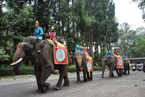Gaet Wisman, Taman Safari Siapkan Atraksi Wisata Bertaraf Internasional