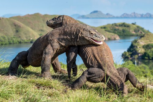 Mesti Sabar Kalau Mau ke TN Komodo, Penutupan Diperpanjang sampai 1 Februari karena Alasan Ini