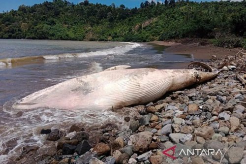 Paus Balin Sepanjang 7 Meter Terdampar dan Mati di Pantai Nglarap Tulungagung
