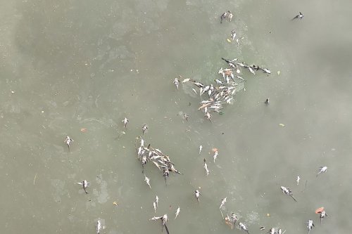 Sungai Cisadane Diduga Tercemar Pestisida, KLH Turunkan Tim Investigasi