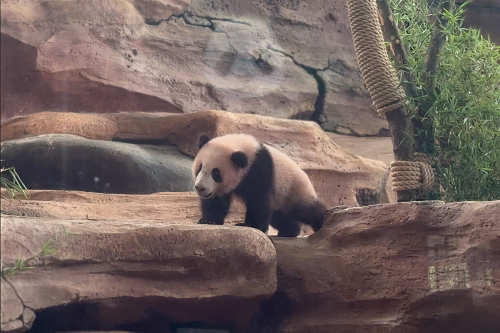 Rio Si Bayi Panda Pertama Kali Menyapa Pengunjung Taman Safari Bogor