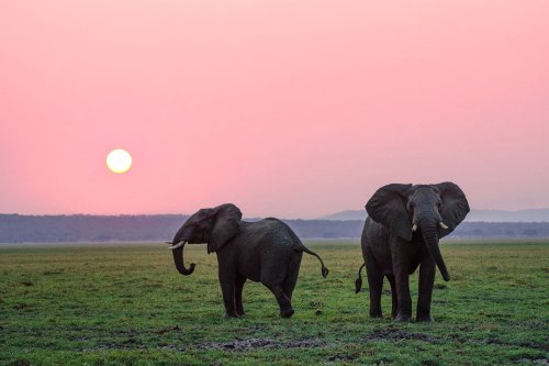 Mengapa Gajah Sumatera Sering Masuk Perkebunan? Simak 7 Cara Menghalaunya Tanpa Kekerasan