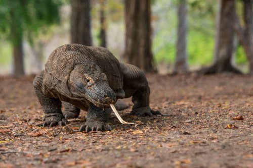 Kunjungan Kapal Pesiar Melonjak, TN Komodo Atur Ulang Batas Kuota Wisata