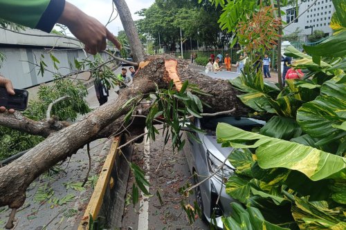 pohon tumbang, Cuaca ekstrem, hujan deras, angin kencang, Asuransi Astra, polis asuransi, perluasan jaminan, Asuransi Kendaraan, cuaca ekstrem, Hujan deras, asuransi kendaraan, Mobil Tertiban Pohon Tumbang, Bisa Klaim Asuransi?