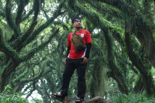 Harga Tiket dan Jam Buka Wisata De Djawatan Forest Banyuwangi 2025