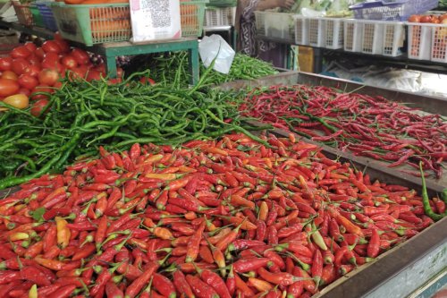 Harga Cabai Merah Melonjak, Mendagri Tito Minta Pemda Gerakkan Warga Menanam Sendiri