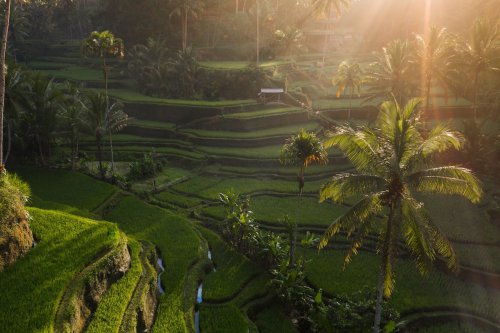 Ubud Peringkat 7 Kota Terbaik se-Asia, Siapa Nomor Satunya?