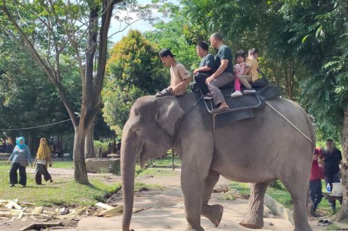 Menteri Kehutanan, Raja Juli Antoni, gajah tunggang, menunggangi gajah, Kementerian Kehutanan, menaiki gajah, Wisata Gajah Tunggang Dilarang di Indonesia, Mengapa?