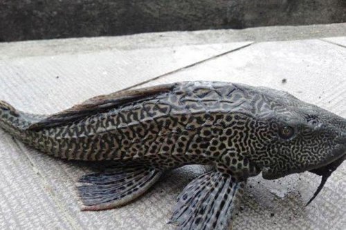 Apakah Boleh Makan Daging Ikan Sapu-sapu? Ini Penjelasan Chef