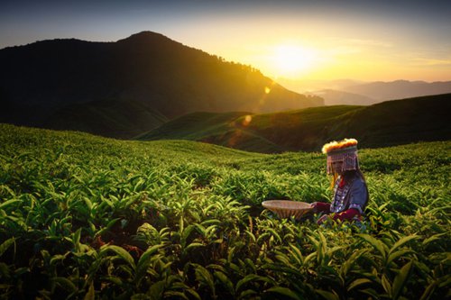 Top 5+ Wisata Kebun Teh Kekinian di Jawa Tengah yang Punya Wahana Seru