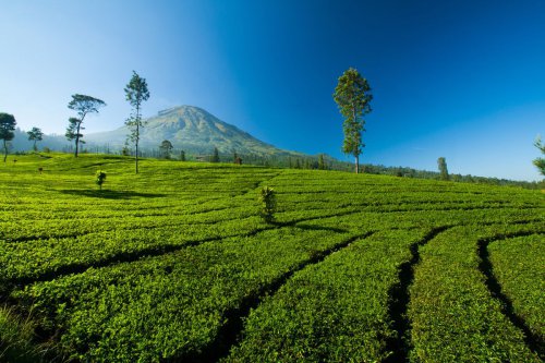 Bukan Yogyakarta atau Solo, Kenapa Kedu Raya Jadi Wilayah yang Cocok untuk Slow Living?