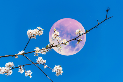 Fenomena Pink Moon April 2026, Mengapa Bulan Bisa Tampak Oranye?
