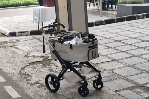 Bobby Kertanegara, Idul Adha, idul adha, kucing Prabowo Subianto, gaya bobby kertanegara, bobby kertanegara koko putih, Bobby Kertanegara Bergaya dengan Koko Putih saat Idul Adha