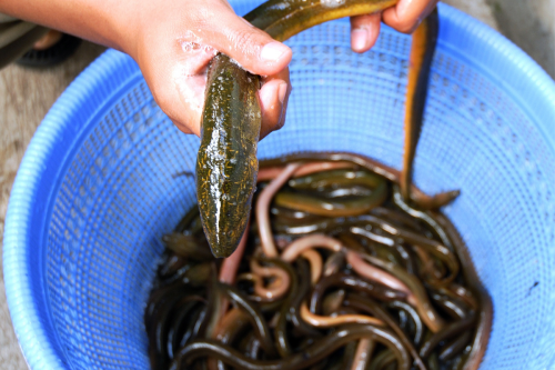Belut Jepang Makin Langka, Peneliti Buat Inovasi Budidaya Terbaru