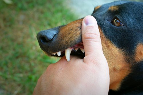 Anjing Liar Gigit 9 Warga Pekanbaru, Distankan Riau: Positif Rabies