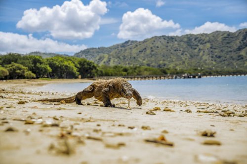 Menyelami Kearifan Lokal di Labuan Bajo: Berinteraksi dengan Suku Bajo hingga Menelusuri Kopi Flores