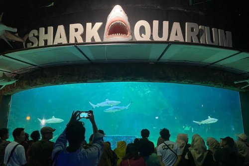 Arabian Divers di Sea World Ancol Saat Libur Lebaran, Nuansa Timur Tengah di Dalam Air