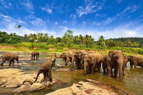 Kegiatan Wisata di Taman Nasional Way Kambas Ditutup Sementara, Pengelola Ungkap Alasannya