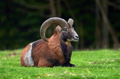 Zodiak 15 April Adalah Aries, Begini Sifat dan Kelebihannya