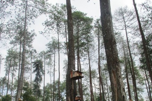 Top 10+ Wisata Hutan Pinus di Malang, Liburan Sejuk nan Menenangkan