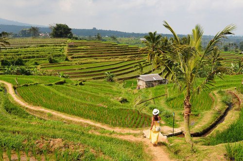 Misteri Kematian Turis China dan Diare di Canggu, Polisi Ungkap Kronologi