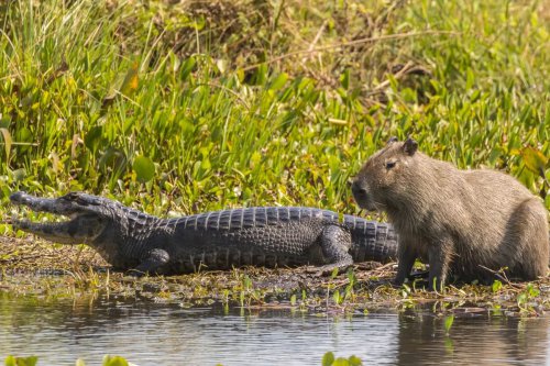 Buaya menghindari risiko, Pertahanan tak hanya soal ukuran, Bukan berteman, Kehidupan kapibara dan konflik-konfliknya, Kapibara hidup ditopang kecerdasan, Alasan Buaya Tak Pernah Mau Memangsa Kapibara, Bukan karena "Berteman"