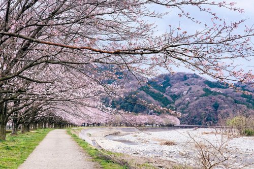 Seberapa Aman Wisata ke Jepang Saat Ini Pasca Gempa 7,5 Magnitudo?