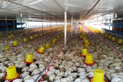 Top 18+ Ribu Ayam Mati Akibat Listrik Padam 3 Hari, Peternak di Aceh Tuntut PLN Tanggung Jawab