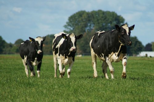 Rombongan Sapi Masuk Peron Bikin Jalur Kereta di Wales Sempat Lumpuh Total