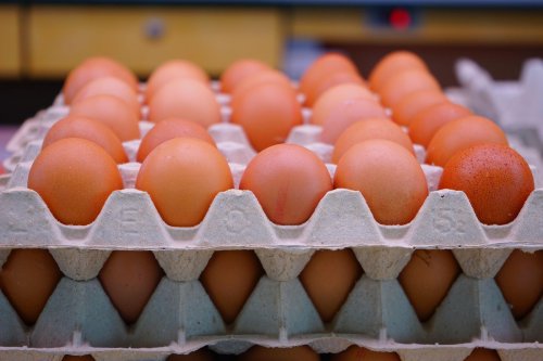 Alasan Telur Ayam Fertil Tak Aman Dikonsumsi Menurut Pakar IPB