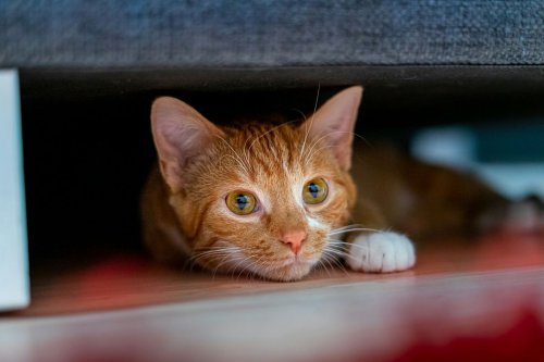 Hubungan Genetik dengan Harimau, Keunikan Anatomi: Tulang dan Indra Perasa, Kemampuan Fisik dan Navigasi, Fakta Menarik Lainnya: Penglihatan hingga Pola Jalan, Punya 18 Jari hingga Tak Bisa Rasa Manis, Ini Daftar Keunikan Tubuh Kucing