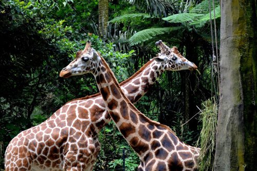 Harga Tiket Masuk Taman Safari Bogor Selama Libur Lebaran 2026