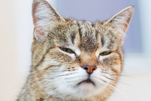 Kucing, kucing, apakah kucing mengenali pemiliknya, Kucing Kenali Pemiliknya, kucing kenal tuannya, kucing Kenali pemiliknya lewat bau, apakah kucing mengenali bau pemiliknya, apakah kucing mengenali wajah pemiliknya, Kucing Bisa Mengenali Pemilik Lewat Bau, Tapi Belum Tentu Ingat Wajah