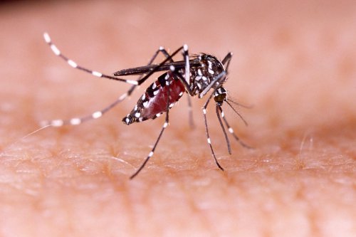 Demam berdarah klasik, Dengue Hemorrhagic Fever, Dengue shock syndrome, Penanganan DBD ringan di rumah, Pencegahan DBD, Peringatan Hari DBD ASEAN Setiap 15 Juni, Indonesia Jadi Pelopornya
