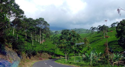 Kebun Teh Kemuning Karanganyar: Destinasi Fotogenik