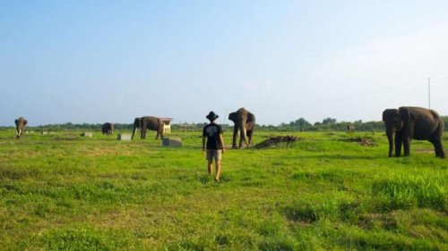 Top 7+ Fakta TN Way Kambas, Rumah Bagi Satwa Dilindungi di Ujung Sumatera