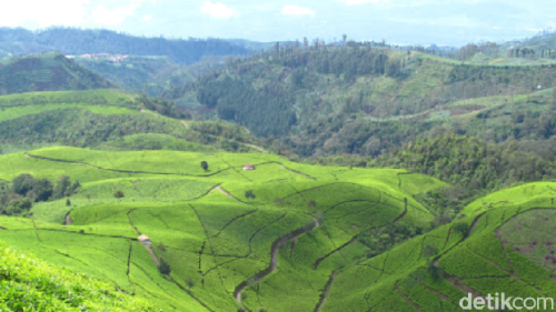 Rute Menuju Kebun Teh Kaligua: Daya Tarik, HTM, dan Jam Buka