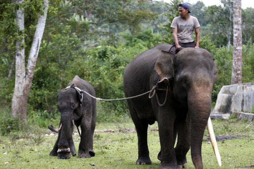 Fakta-Fakta PLG Saree, Rumah Empat Gajah yang Bersihkan Puing Banjir di Aceh