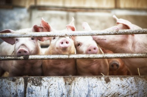 Babi Ternyata Dipelihara di Timur Tengah Ribuan Tahun Lalu