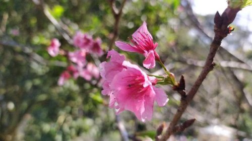 Jalan-jalan di Kebun Raya Cibodas, Bisa Lihat Bunga Bangkai hingga Sakura