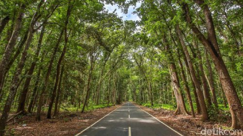 Misteri Alas Purwo, Hutan Tertua di Pulau Jawa