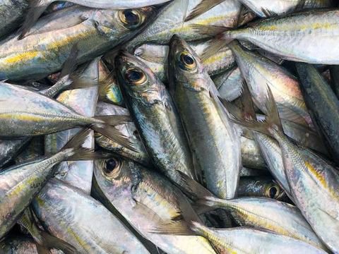 Resep Ikan Kembung Sambal Asam yang Renyah Pedas