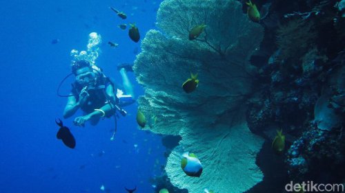 Indahnya Wisata Alam di Wakatobi, Hidden Gem buat Healing &amp; Nyantai