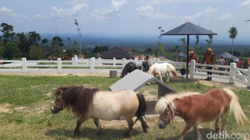 Cepogo Cheese Park Boyolali: Wisata Menarik dengan View Gunung Merapi &amp; Merbabu