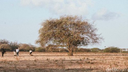 Selain Bukit Warinding di Sumba, Ini Daftar Sabana yang Ada di Indonesia