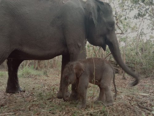 Tentang TN Way Kambas, Benteng Terakhir Gajah Sumatera di Lampung