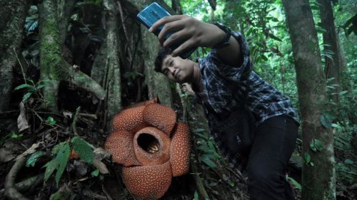 Nggak Cuma 1, Indonesia Punya 16 Spesies Rafflesia, Ditemukan di Daerah yang Berbeda