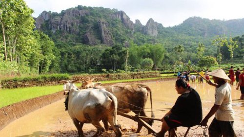 Jadi Role Model Kawasan Ekoeduwisata, Ini Fakta Desa Nglanggeran